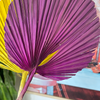 Feuille de palmier mauve arrondie