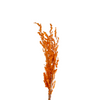 Pampas orange - Ajbir
