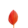 Feuille de palmier orange - Ajbir