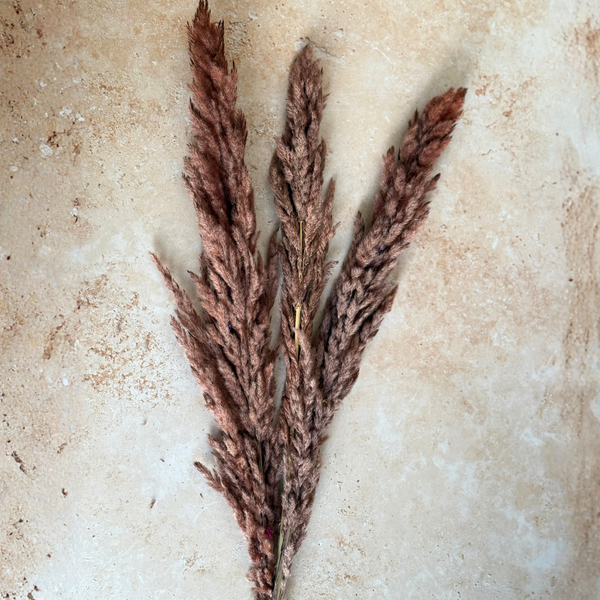 Bouquet de 3 pampas marron