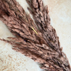 Bouquet de 3 pampas marron