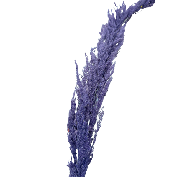 Pampas mauve parme