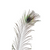 Plume de paon - Ajbir