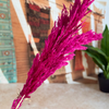 Bouquet de 3 pampas rose magenta