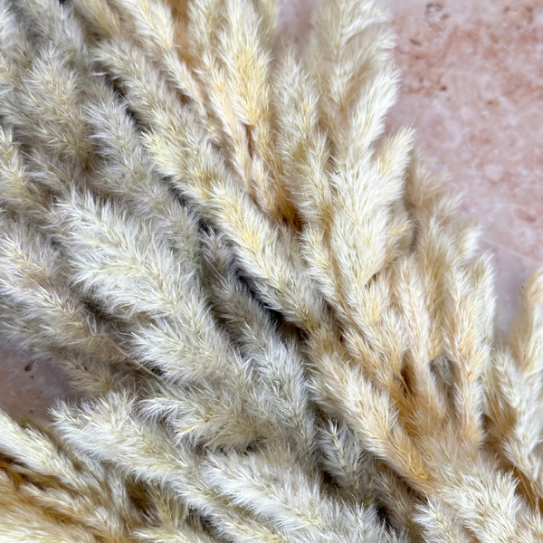 Bouquet de 3 pampas beige naturel