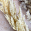 Bouquet de 3 pampas beige naturel
