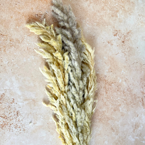 Bouquet de 3 pampas beige naturel