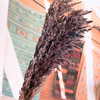 Bouquet de 3 pampas Aubergine