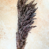 Bouquet de 3 pampas Aubergine