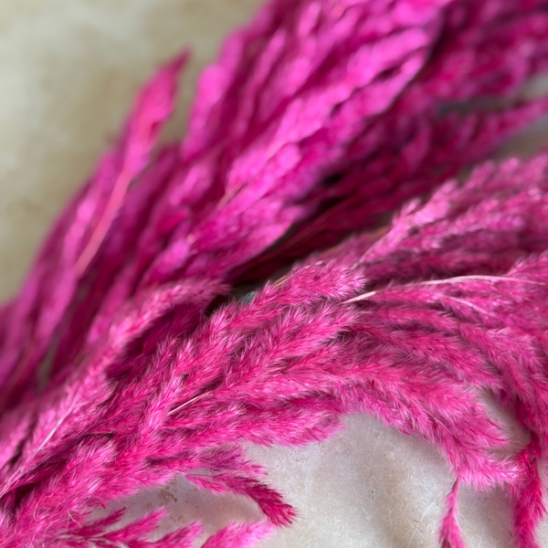 Bouquet de 3 pampas rose fuschia intense