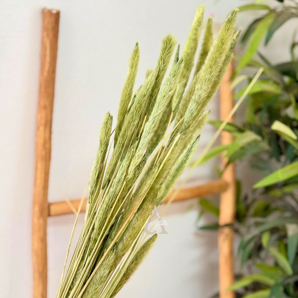 Bouquet de petites plantes séchées vert pistache