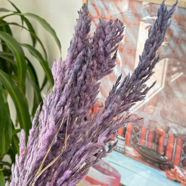 Pampas violet - Ajbir