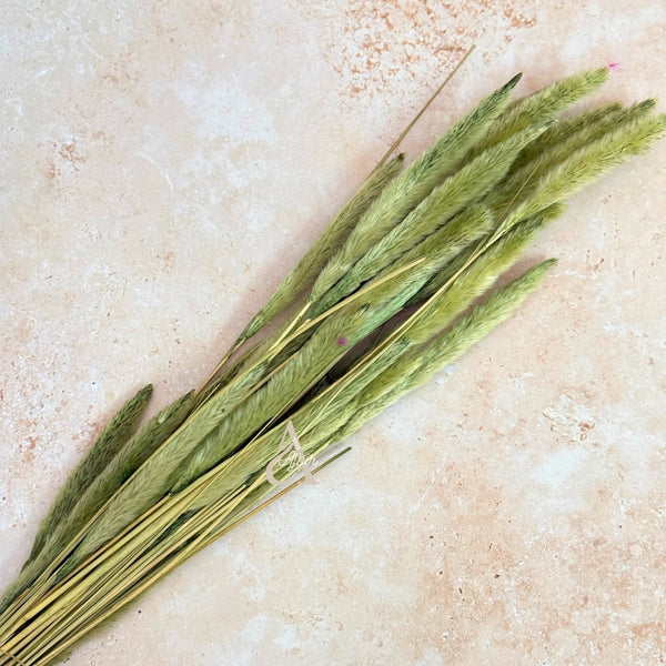 Bouquet de petites plantes séchées vert pistache