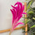 Bouquet de petites plantes séchées rose fuschia