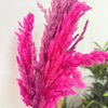 Bouquet plantes séchées rose fuschia