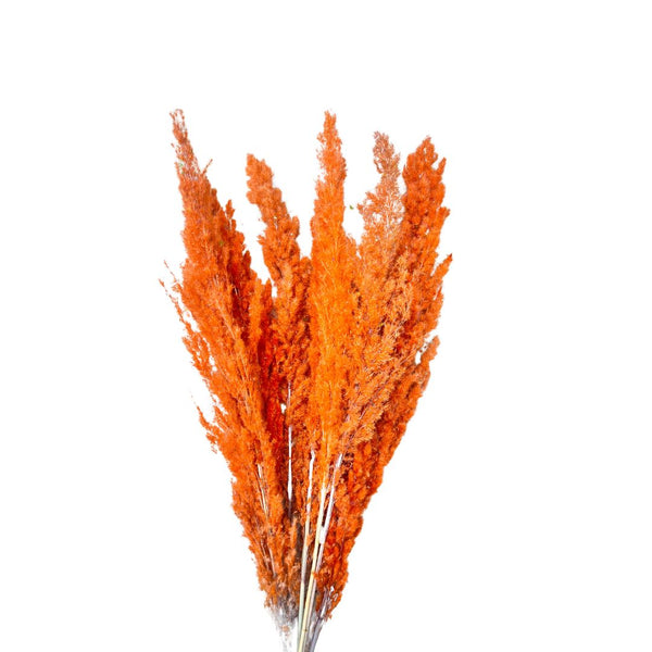 Pampas orange - Ajbir
