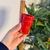 Petit verre artisanal TIFLIT rouge