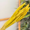 Bouquet de petites plantes séchées vert jaune