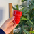 Petit verre Tiziri rouge