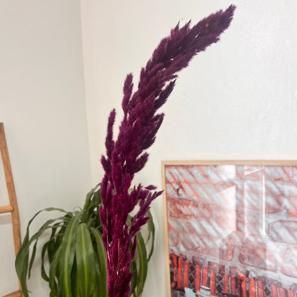 Pampas mauve 3 - Ajbir