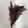Bouquet de 6 plumeaux marron foncé