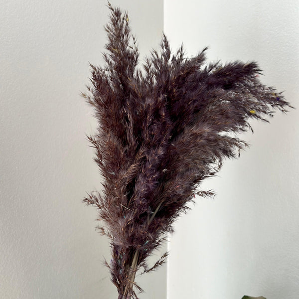 Bouquet de 6 plumeaux marron foncé