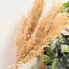 Bouquet plantes séchées beiges