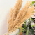 Bouquet plantes séchées beiges