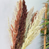 Bouquet de 8 pampas marron beige