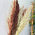 Bouquet de 8 pampas marron beige