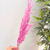 Pampas rose clair