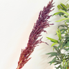 Pampas mauve aubergine