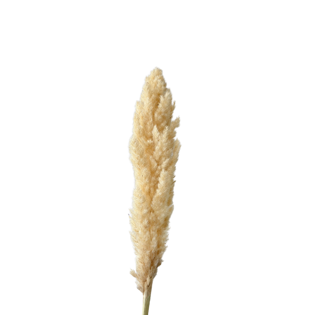 Pampas beige - Ajbir