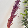 Pampas mauve aubergine