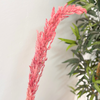 Pampas saumon clair