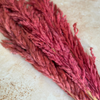 Bouquet de 3 pampas corail
