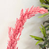 Pampas saumon clair