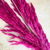 Bouquet de 3 pampas rose magenta