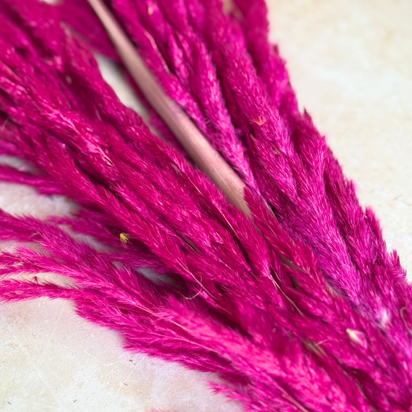Bouquet de 3 pampas rose magenta