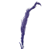 Pampas mauve parme