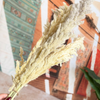 Bouquet de 3 pampas beige naturel
