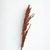Pampas marron