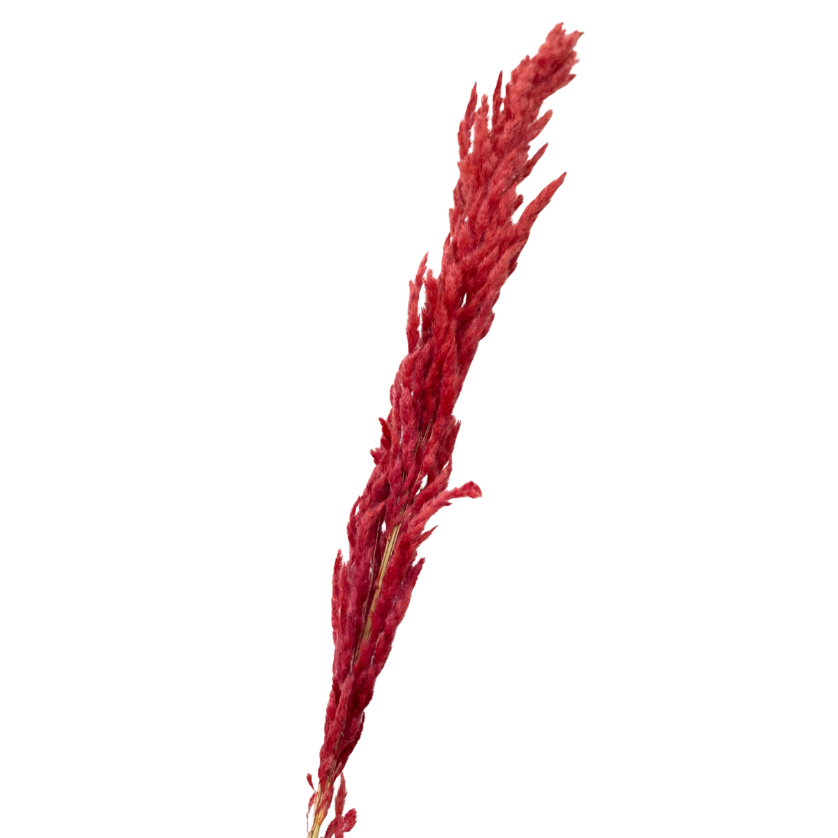 Pampas brique