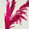 Bouquet de 3 pampas rose fuschia intense