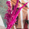 Bouquet de 3 pampas rose fuschia intense