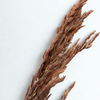 Pampas marron