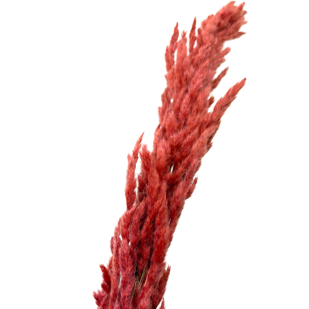 Pampas brique