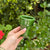 Verre beldi vert