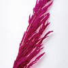 Pampas fuchsia intense