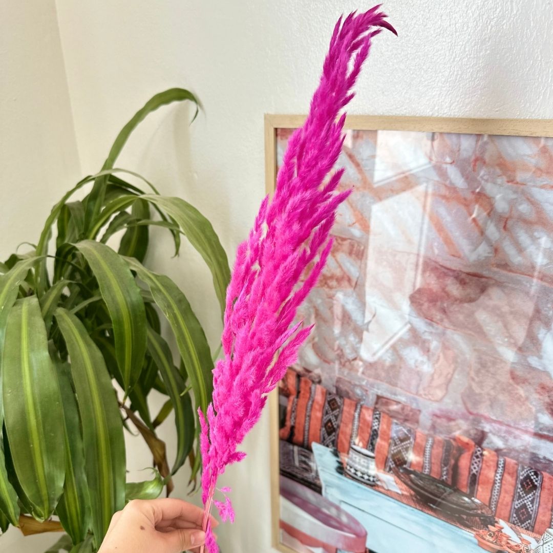 Pampas rose fushia - Ajbir